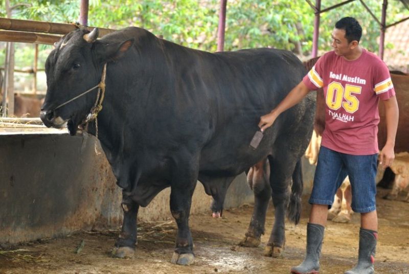 Jumlah Kasus Covid-19 di Kaltara