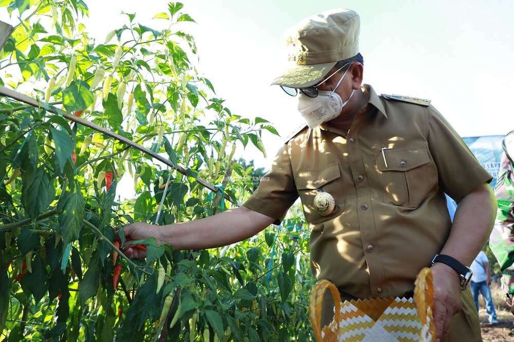 Jumlah Kasus Covid-19 di Kaltara