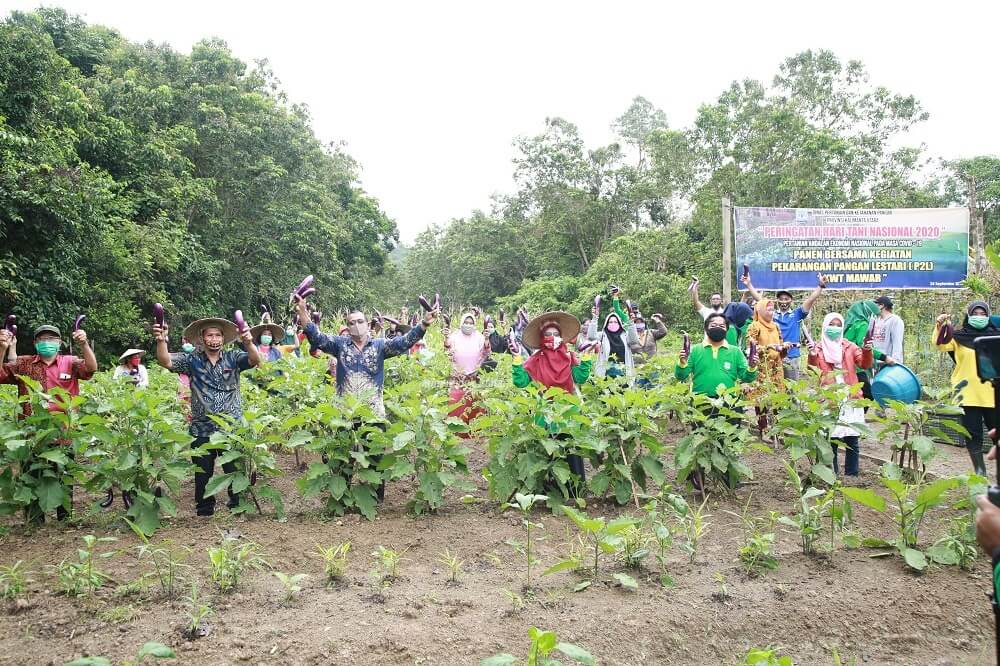 Pelaksanaan panen serentak di P2L KWT Mawar Desa Antutan dalam rangka peringatan HTN 2020, Kamis (24/9)
