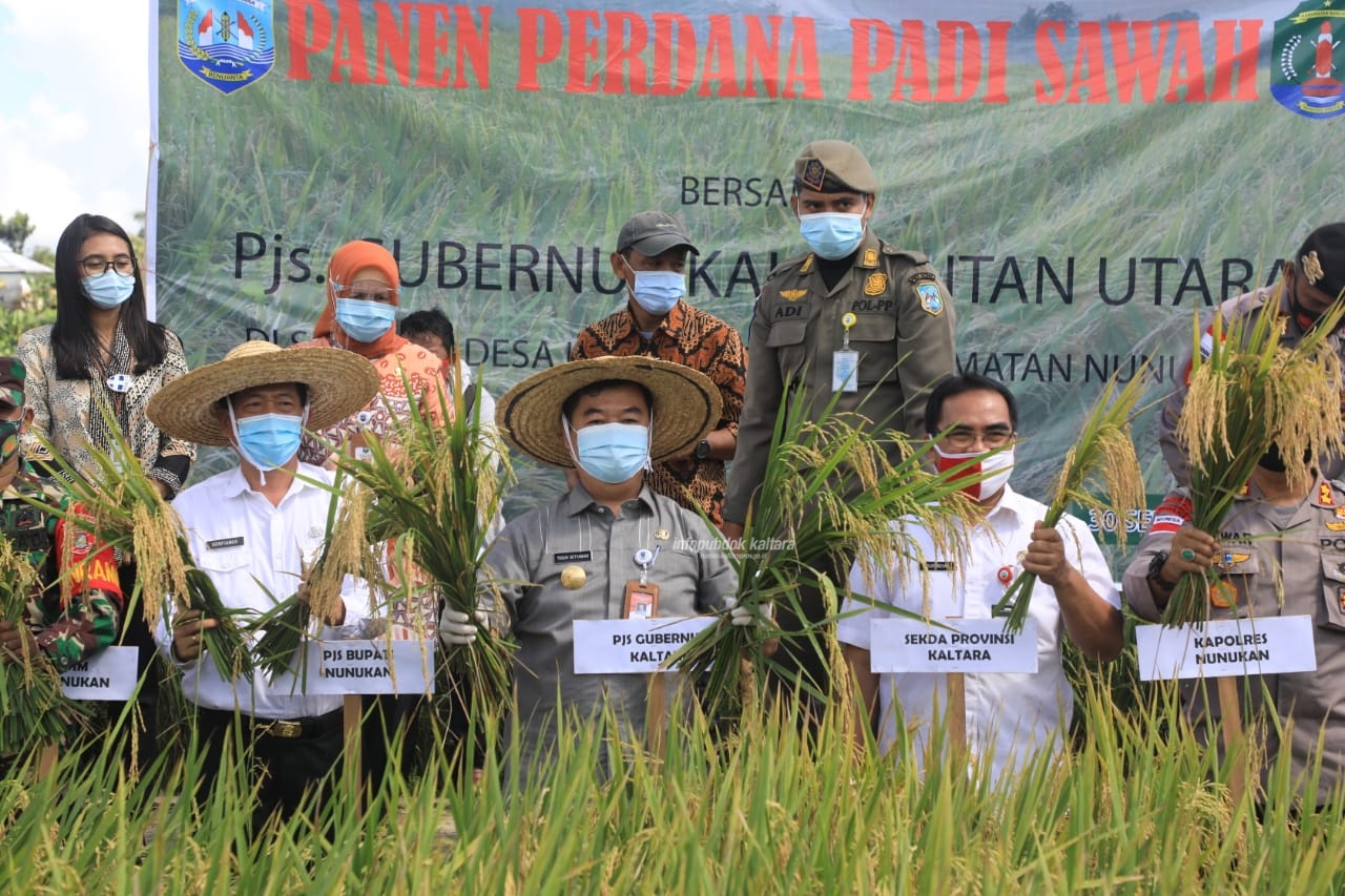 Panen padi sawah perdana Sei Apuk Desa Ujang Fatimah
