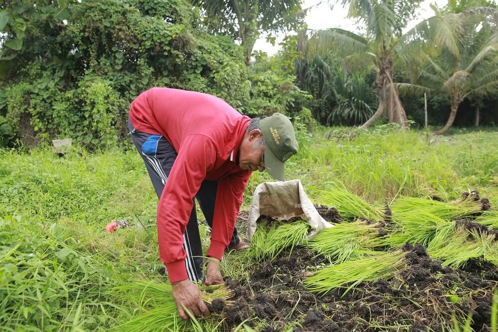 Aktivitas salah satu petani padi di Kaltara.