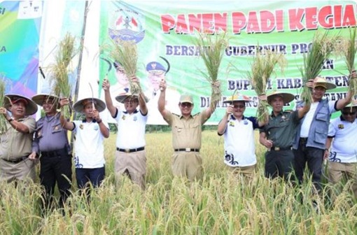 Kegiatan panen padi beberapa waktu lalu