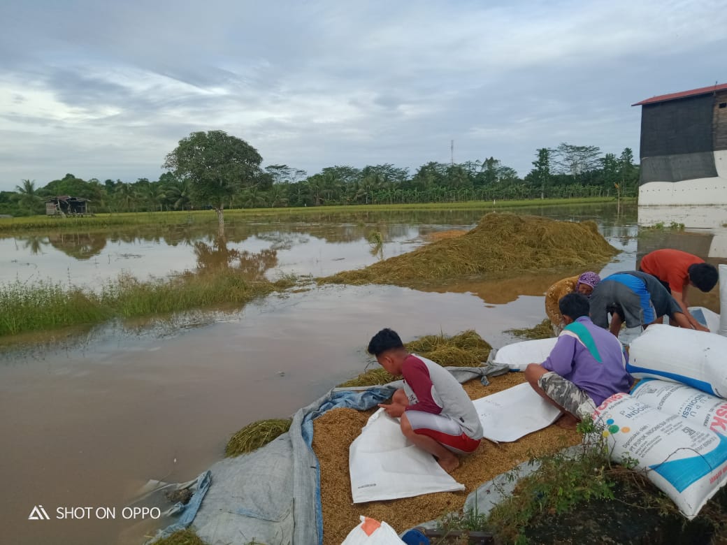 Karena banjir, petani di Desa Sajau Hilir, Tanjung Palas Timur, Bulungan terancam gagal panen