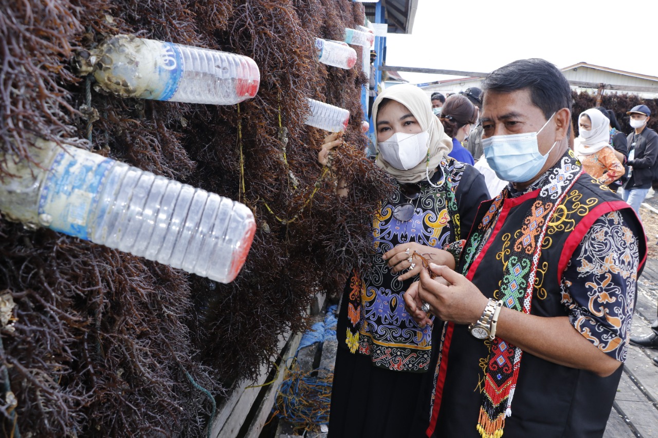 Gubernur Kaltara Drs H.Zainal A.Paliwang, SH, M.Hum bersama istri Hj.Rachmawati, SH saat meninjau potensi perikanan dan kelautan di Kabupaten Nunukan, belum lama ini. (Foto: DKISP Kaltara)